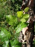 Betula dauurica. Верхушка молодого побега. Приморье, окр. г. Находка, широколиственный лес. 18.09.2016.