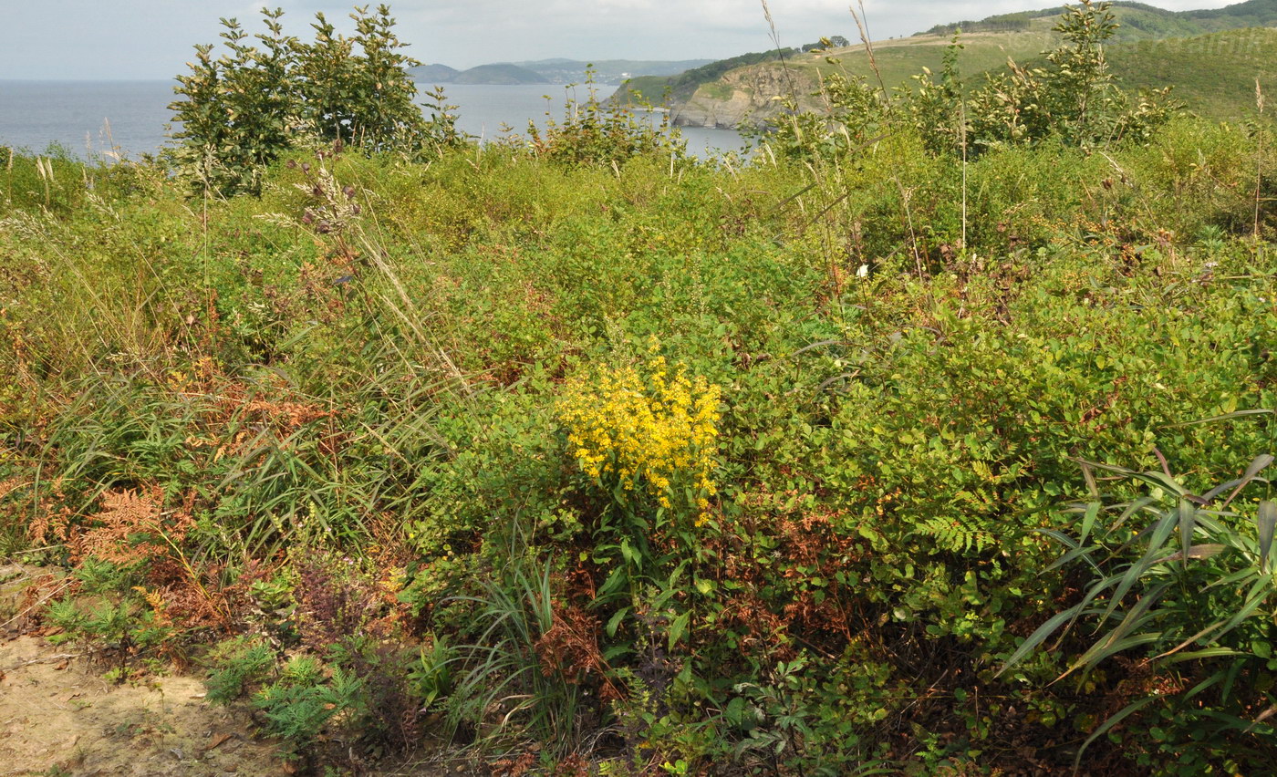 Image of Solidago virgaurea ssp. dahurica specimen.