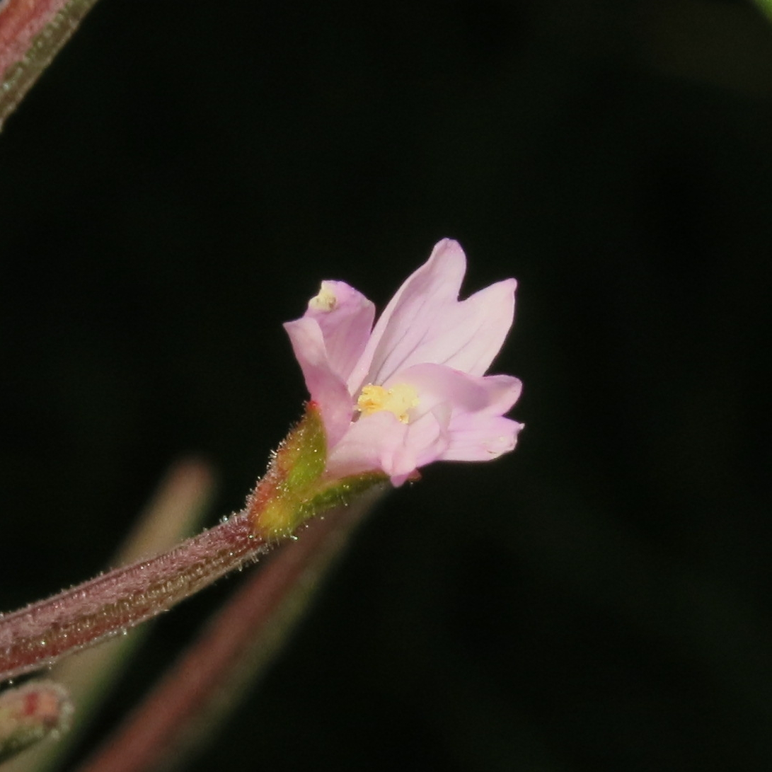 Image of Epilobium palustre specimen.