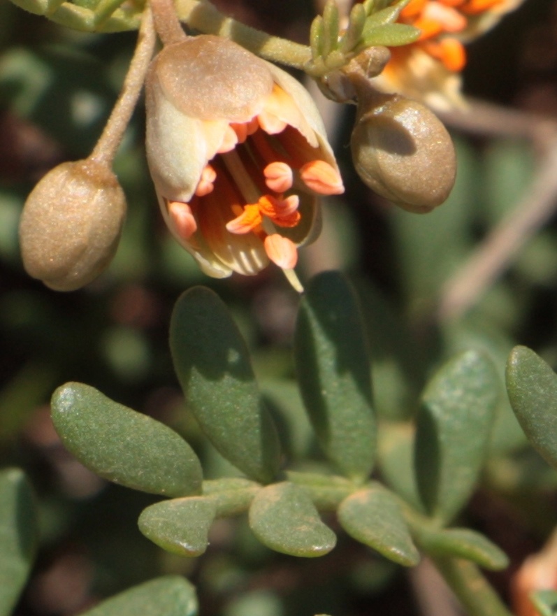 Image of Zygophyllum pinnatum specimen.