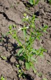 Stachys annua. Цветущее растение. Восточный Казахстан, Глубоковский р-н, окр. с. Тарханка, обочина грунтовой дороги. 07.06.2013.