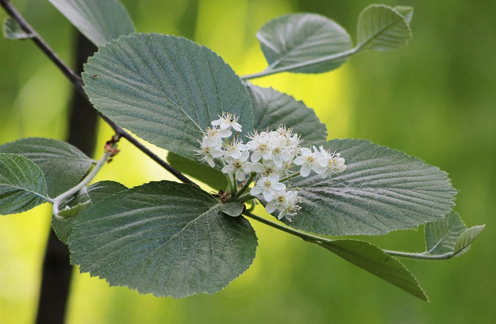 Изображение особи род Sorbus.