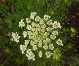 Daucus sativus