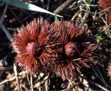 Paeonia tenuifolia. Побеги с бутонами в начале вегетации. Украина, Донецкая обл., Новоазовский р-н, заповедник \"Хомутовская степь\". Средина апреля 2003 г.