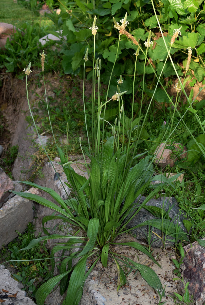 Изображение особи Plantago lanceolata.