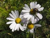 Chrysanthemum zawadskii. Соцветия с кормящимся жуком восковиком перевязанным Trichius fasciatus. Иркутская обл., Баяндаевский р-н, окр. с. Ользоны, берёзово-осиновый лес, опушка. 28.08.2016.