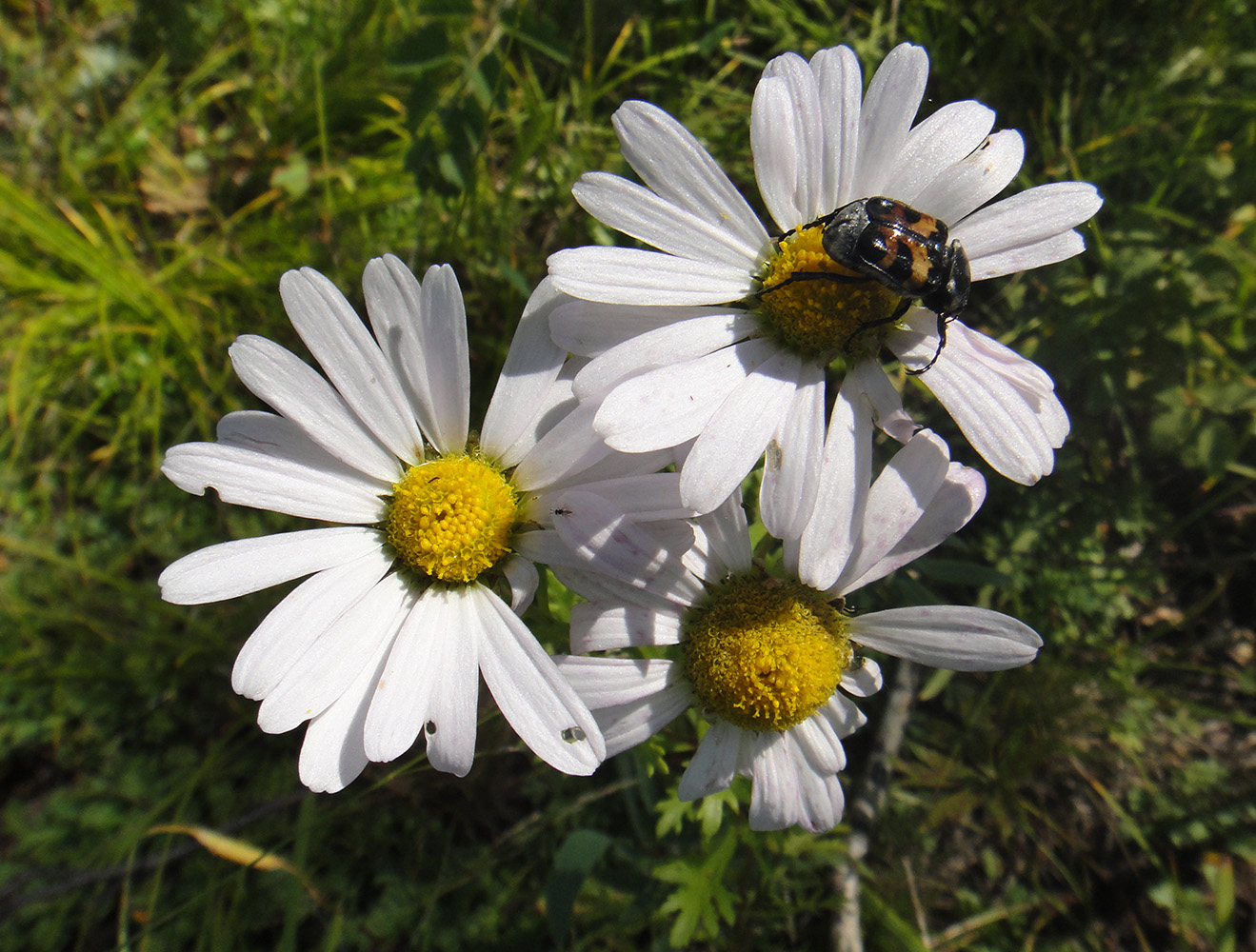 Image of Chrysanthemum zawadskii specimen.