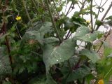 Sonchus oleraceus. Средние части побегов. Приморский край, о. Русский, песчано-галечный берег мыса Поспелова. 01.08.2016.