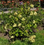 Hydrangea arborescens. Цветущее растение. Восточный Казахстан, г. Усть-Каменогорск, парк Жастар, в культуре. 04.09.2016.