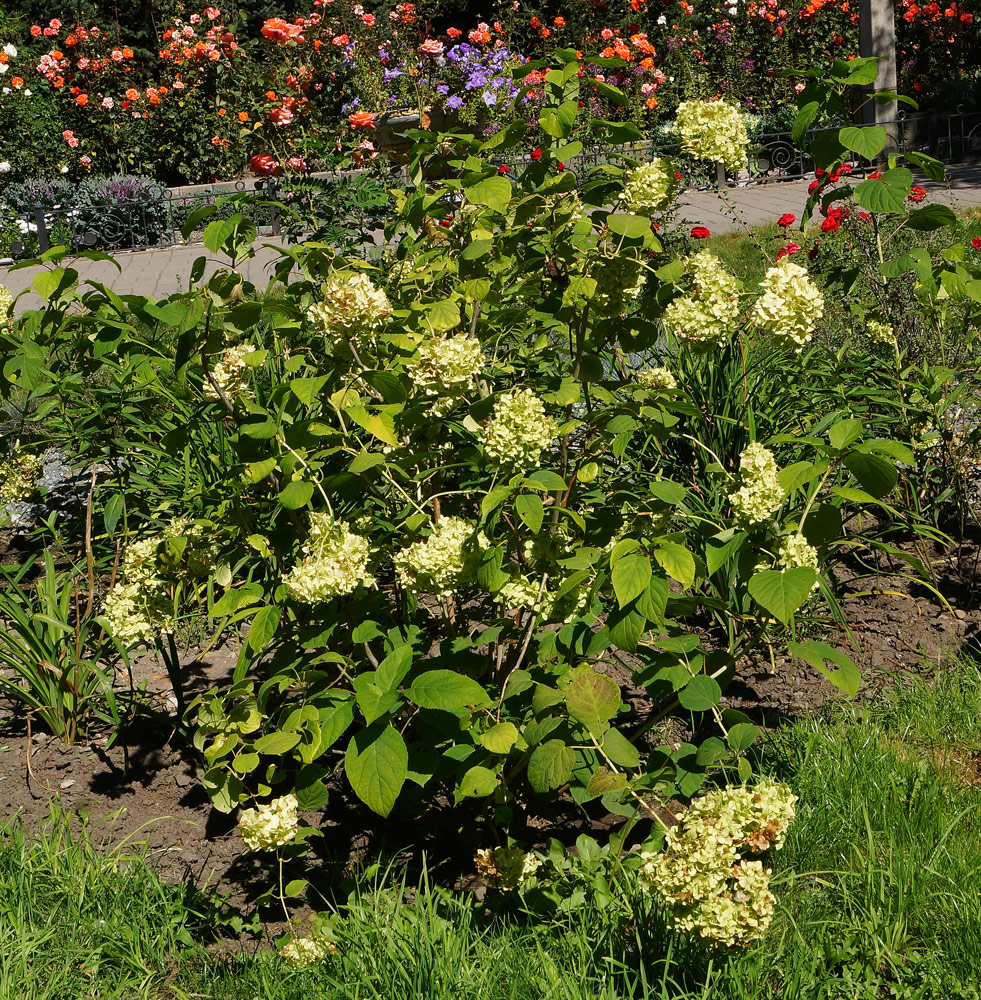 Изображение особи Hydrangea arborescens.