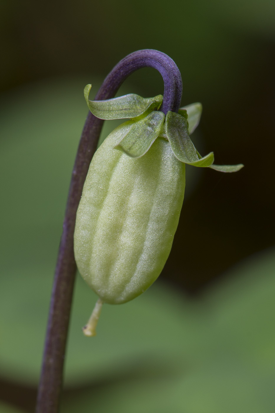 Изображение особи Viola epipsila.