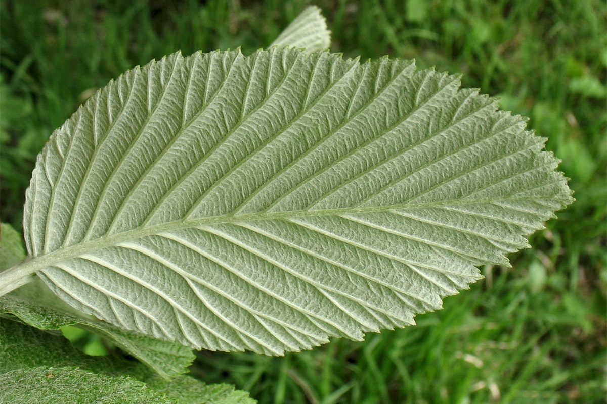 Image of Sorbus aria specimen.