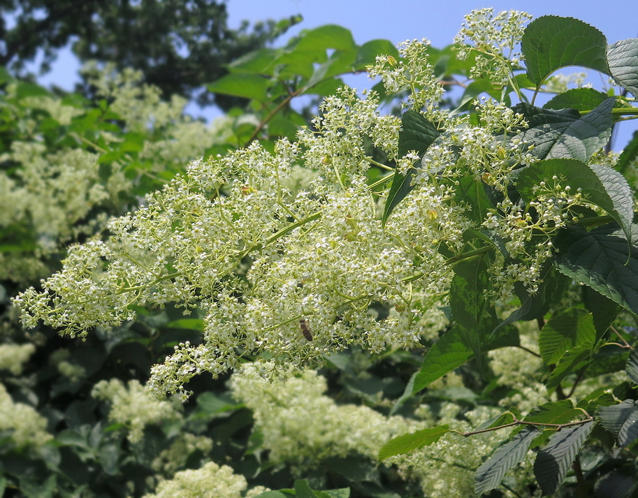 Изображение особи Tripterygium wilfordii.