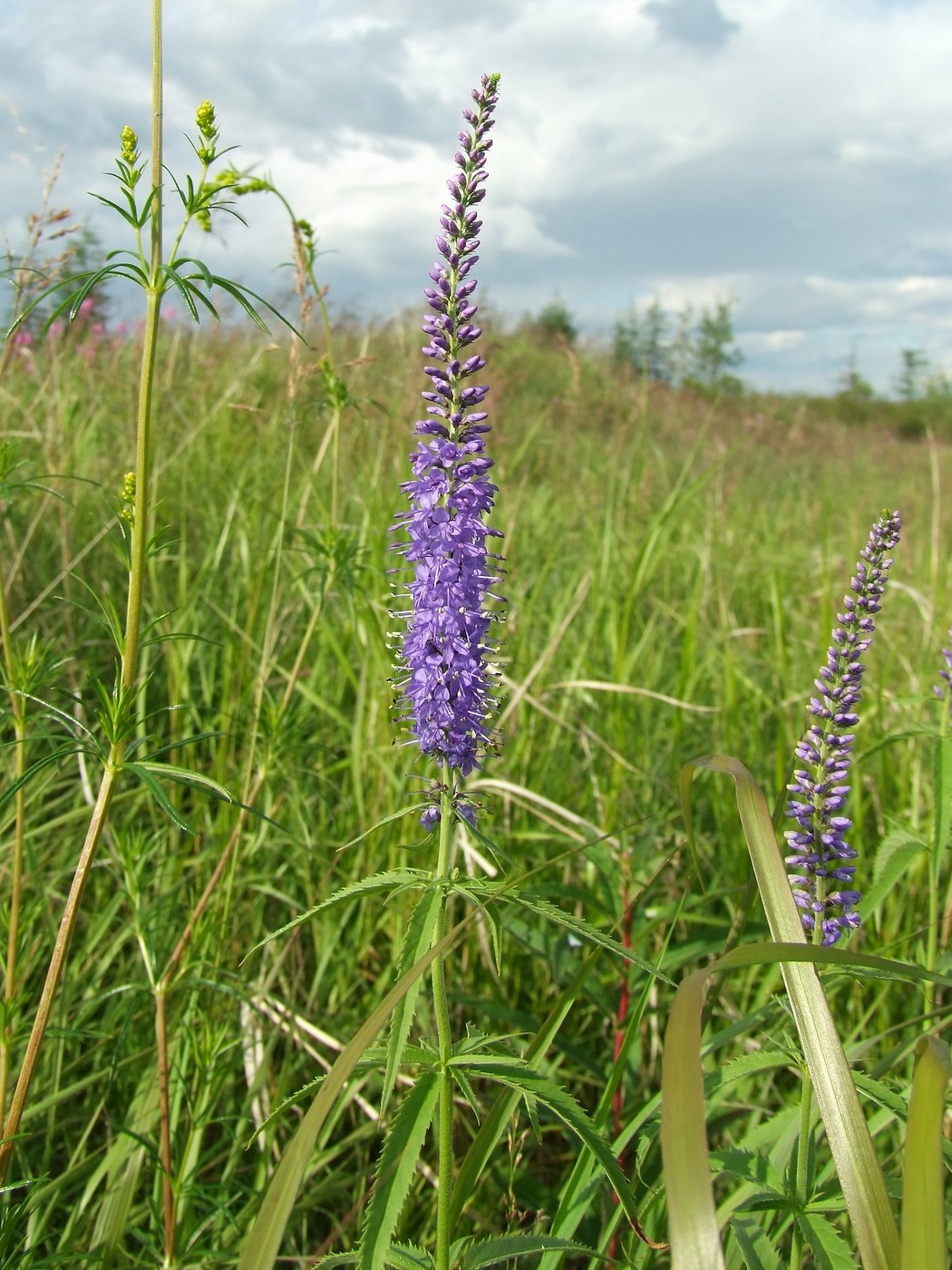 Изображение особи Veronica longifolia.