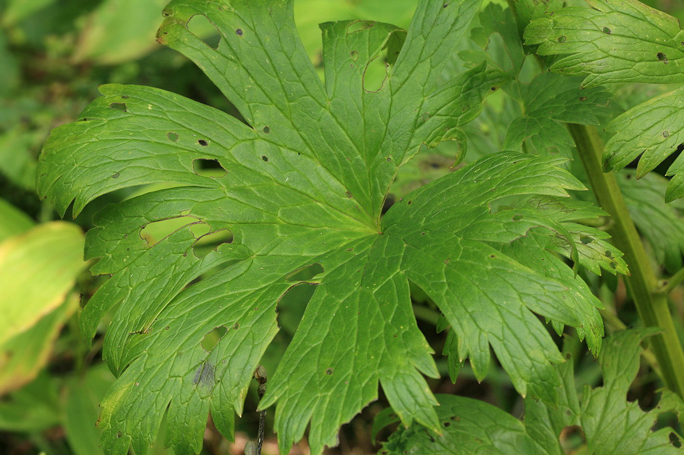 Изображение особи Aconitum neosachalinense.