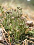 род Cladonia