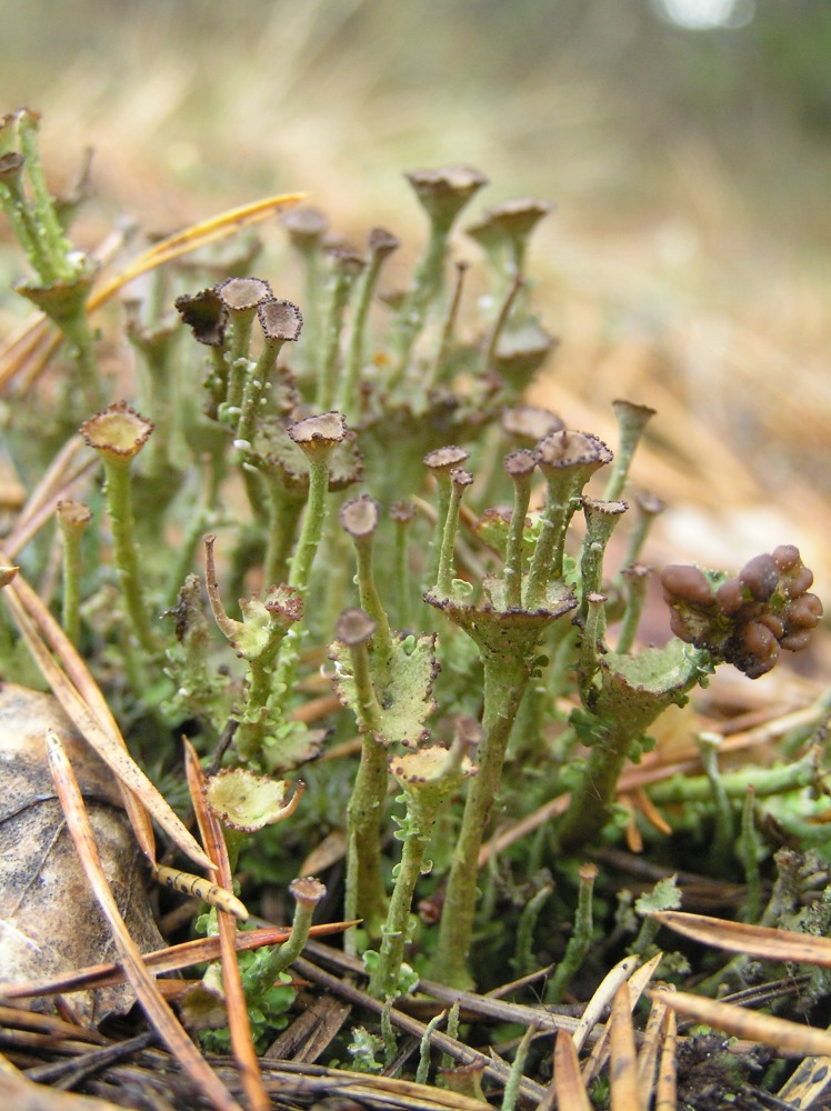 Image of genus Cladonia specimen.