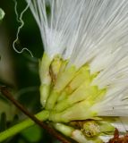 Calliandra haematocephala