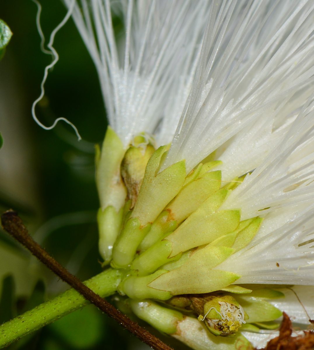 Image of Calliandra haematocephala specimen.