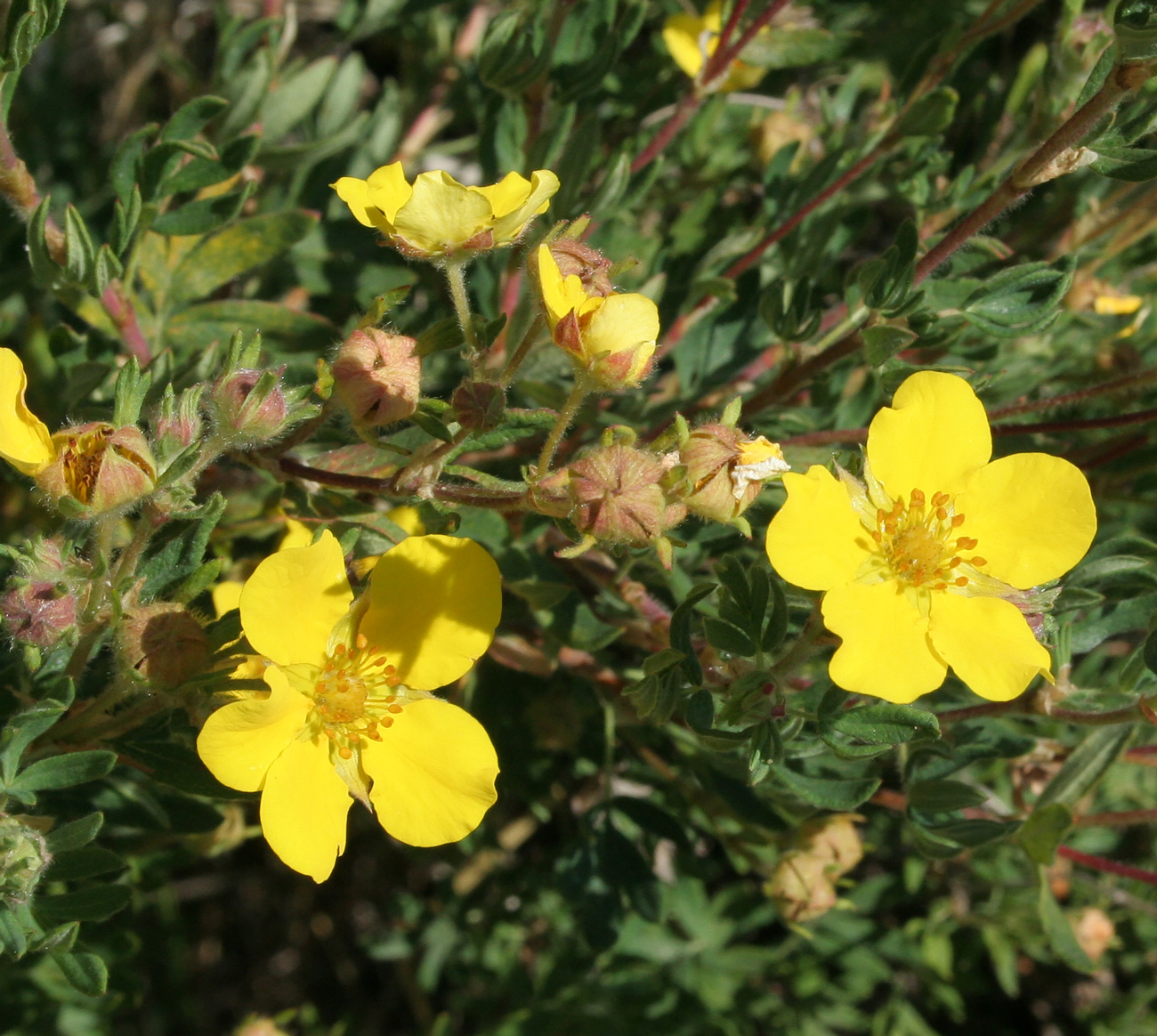 Image of Dasiphora fruticosa specimen.