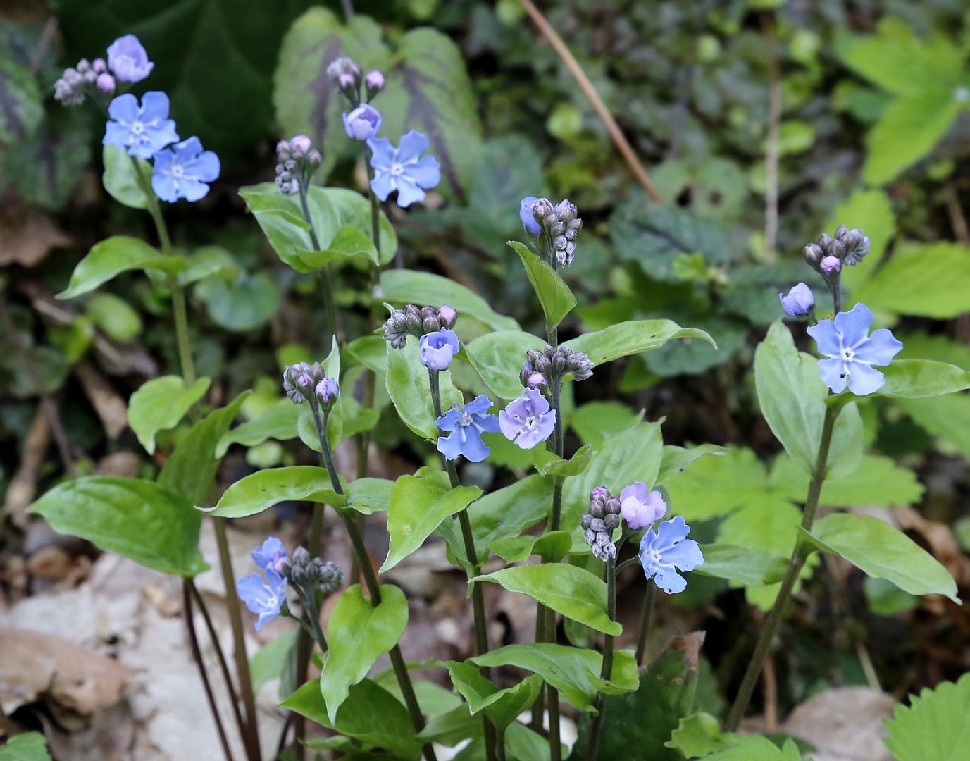 Изображение особи Omphalodes cappadocica.