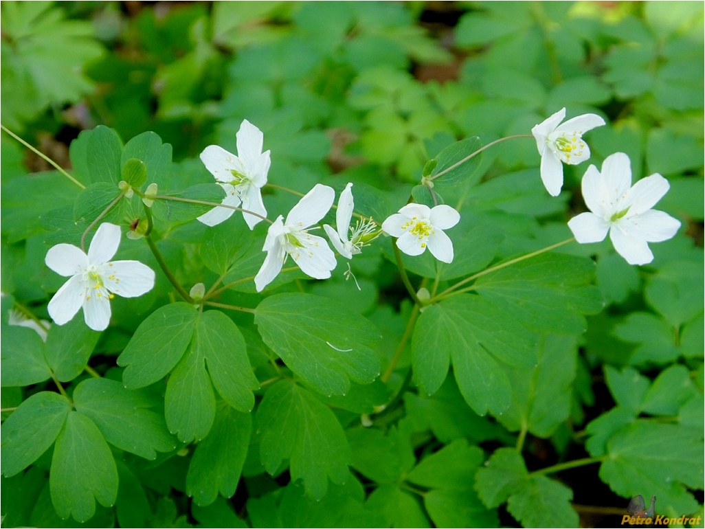 Изображение особи Isopyrum thalictroides.