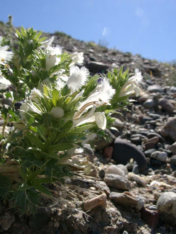 Image of Lagochilus ilicifolius specimen.