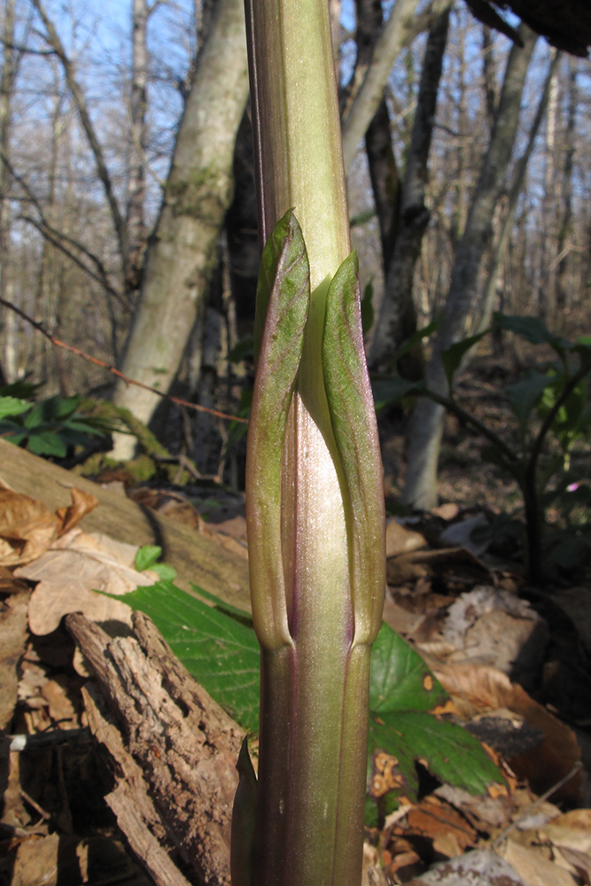 Image of Scopolia caucasica specimen.