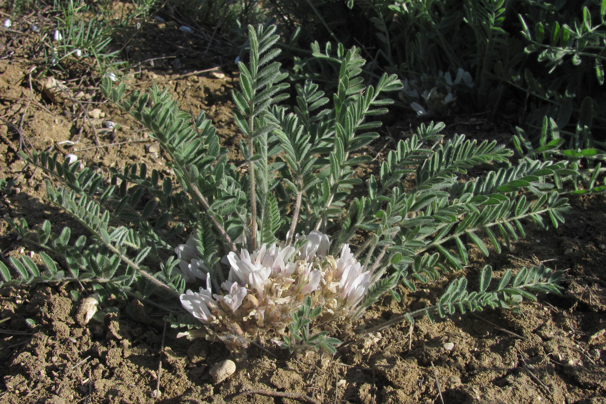 Изображение особи Astragalus dolichophyllus.