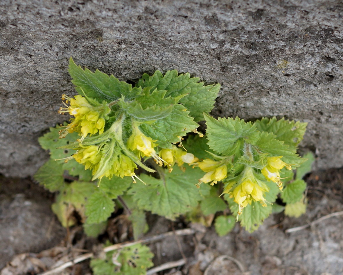 Изображение особи Scrophularia chrysantha.