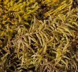Pleurozium schreberi