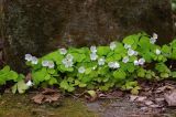 Oxalis acetosella. Цветущие растения. Санкт-Петербург, Курортный р-н, окр. пос. Комарово, между ступеньками каменной лестницы. 27.05.2017.