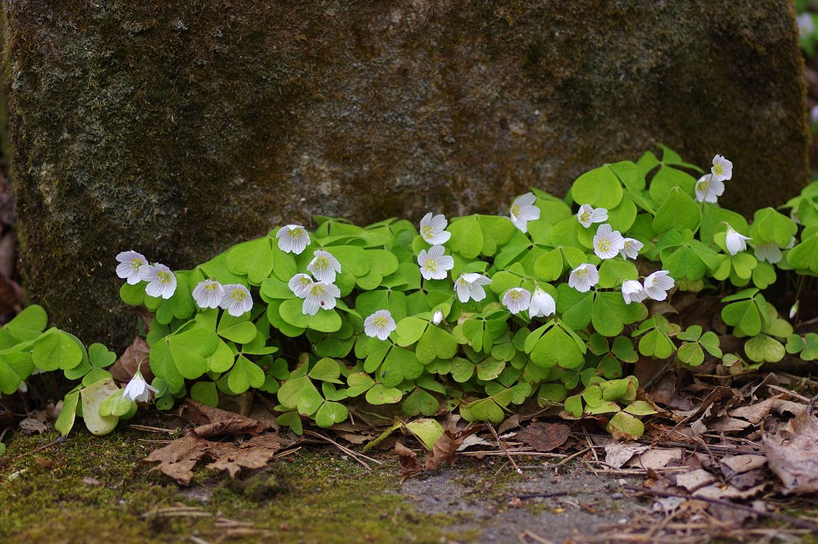 Изображение особи Oxalis acetosella.