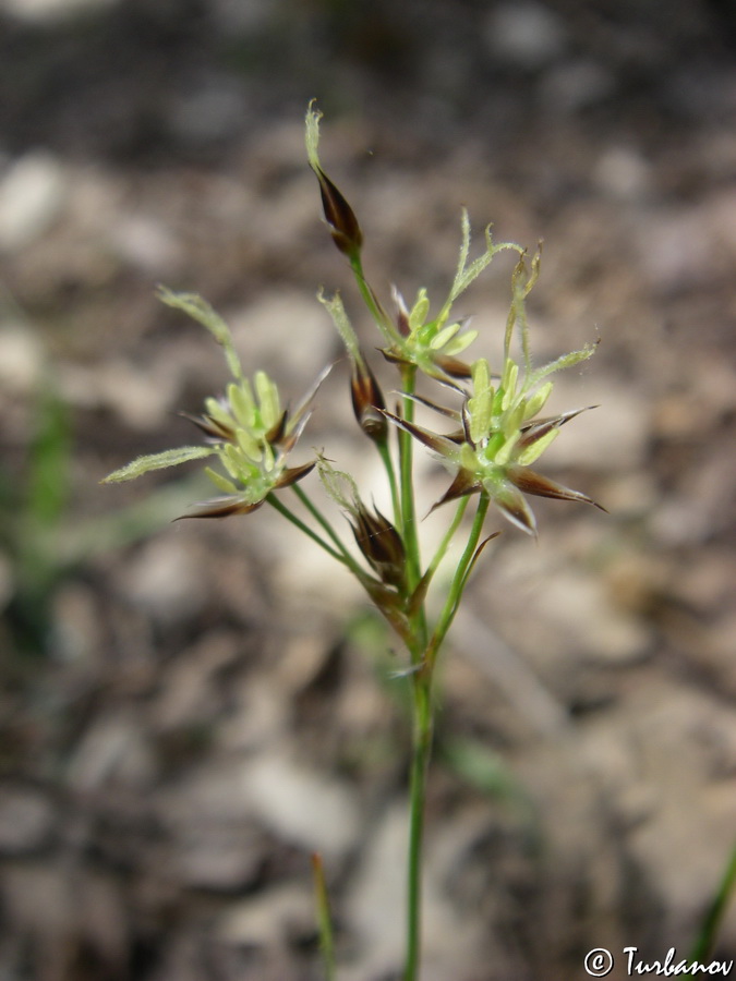 Image of Luzula forsteri specimen.