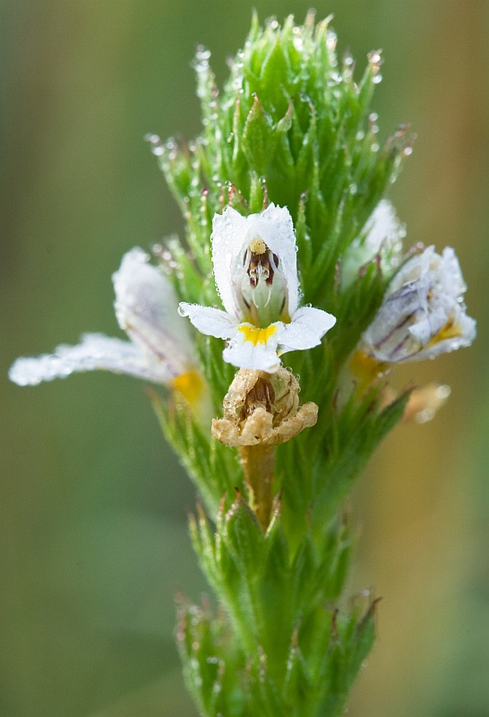 Изображение особи Euphrasia pectinata.