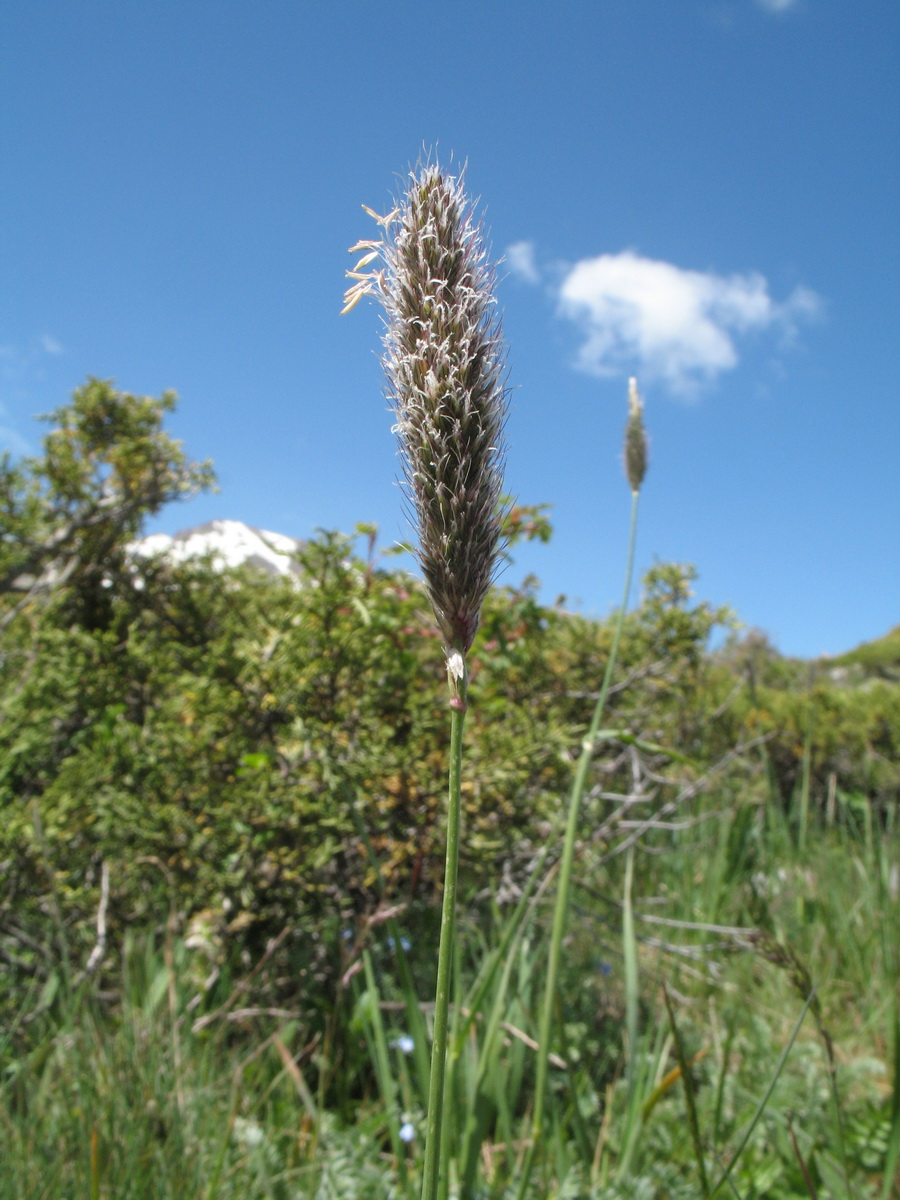 Image of genus Alopecurus specimen.