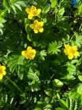 Potentilla anserina