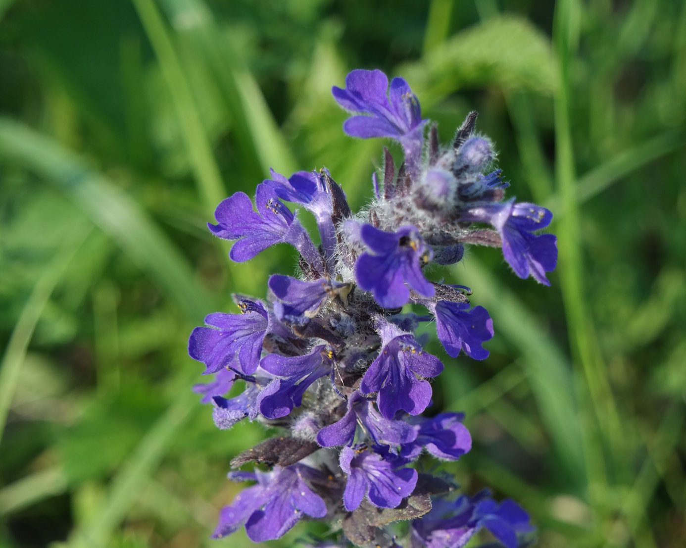 Image of Ajuga genevensis specimen.