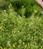 Lepidium virginicum