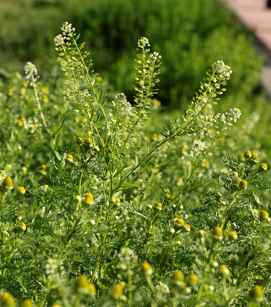 Изображение особи Lepidium virginicum.