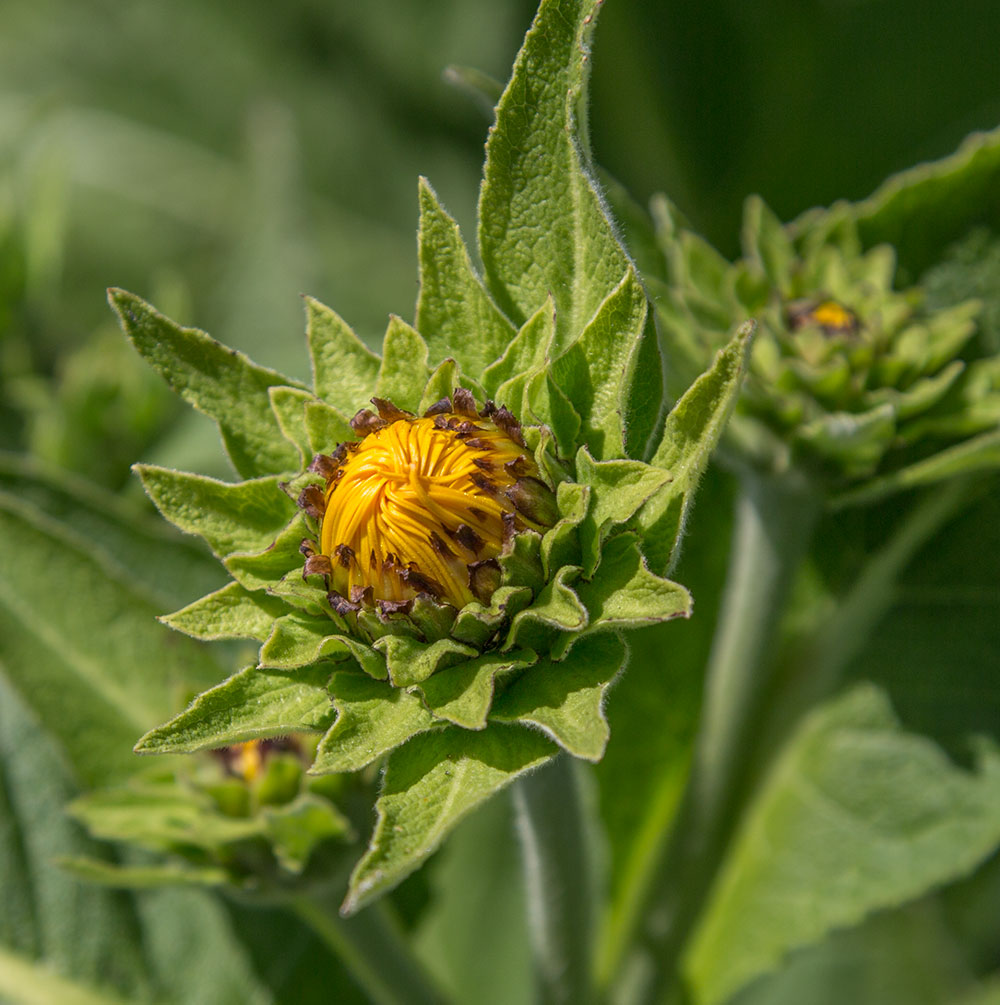 Изображение особи Inula helenium.