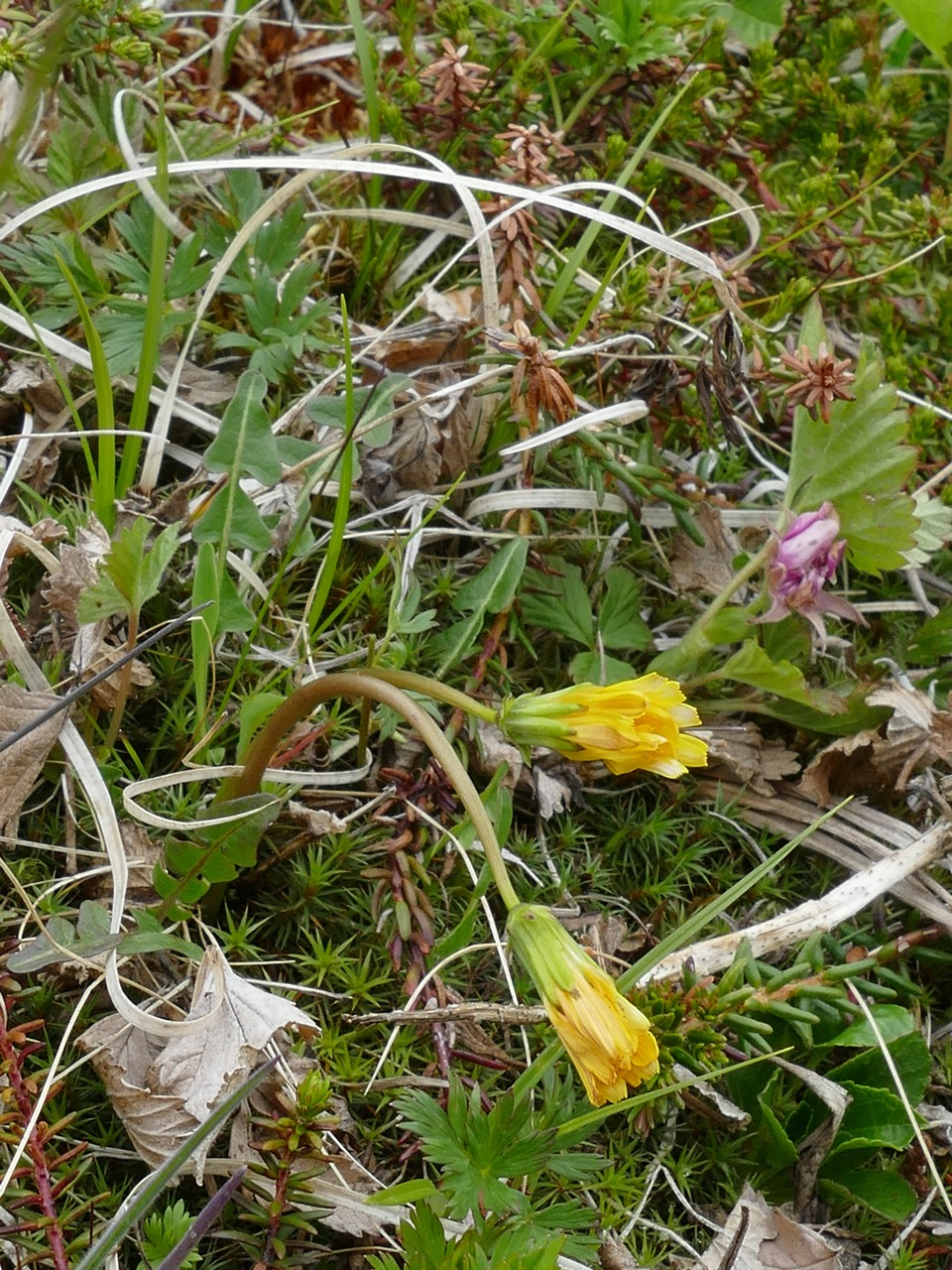 Изображение особи Taraxacum alascanum.