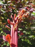 Berberis form atropurpurea