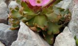 Androsace albana