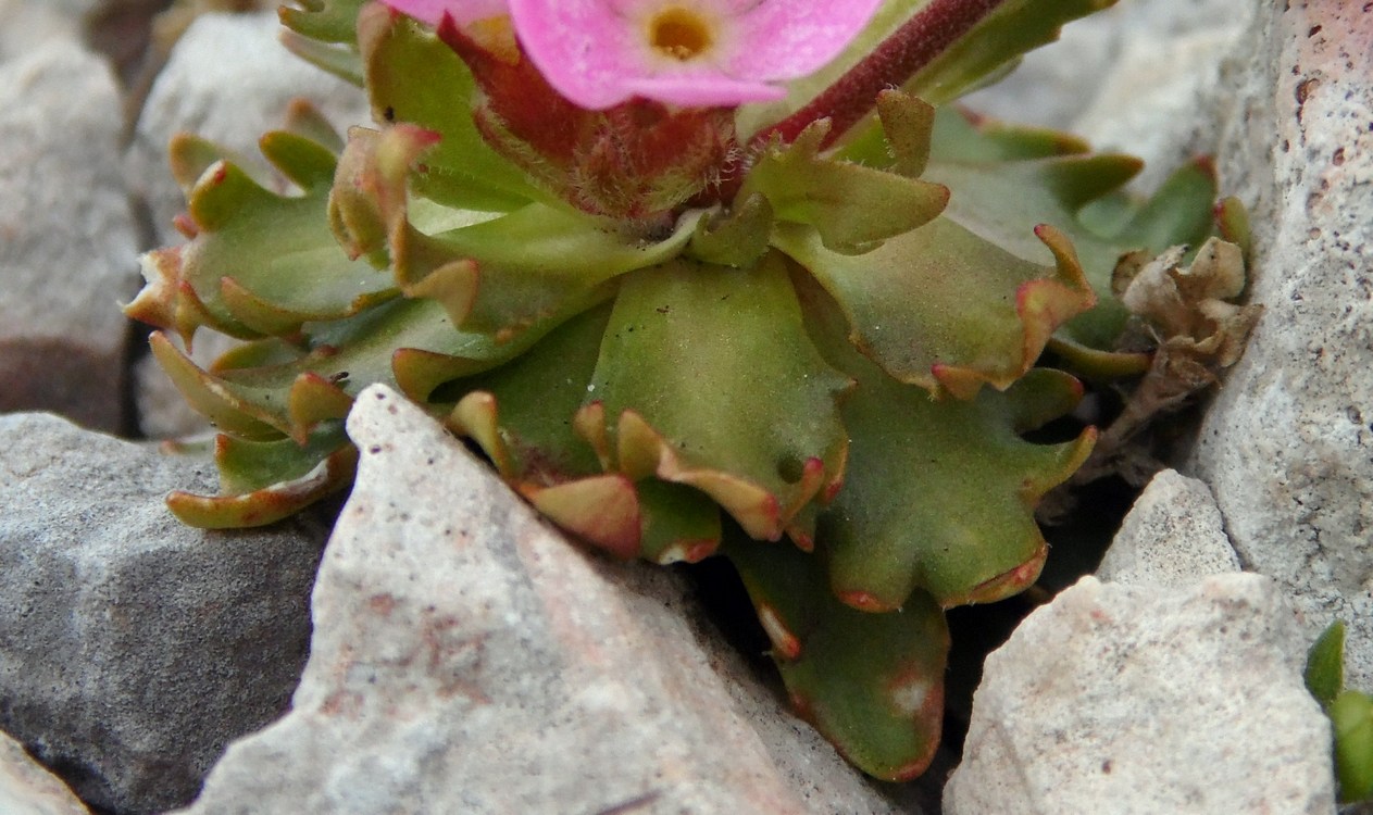 Image of Androsace albana specimen.