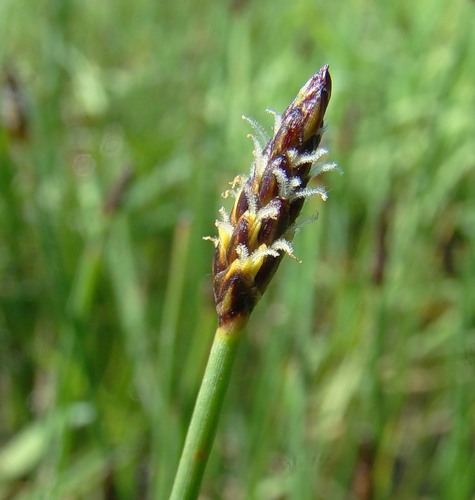 Изображение особи Eleocharis uniglumis.