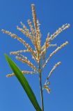 Zea mays