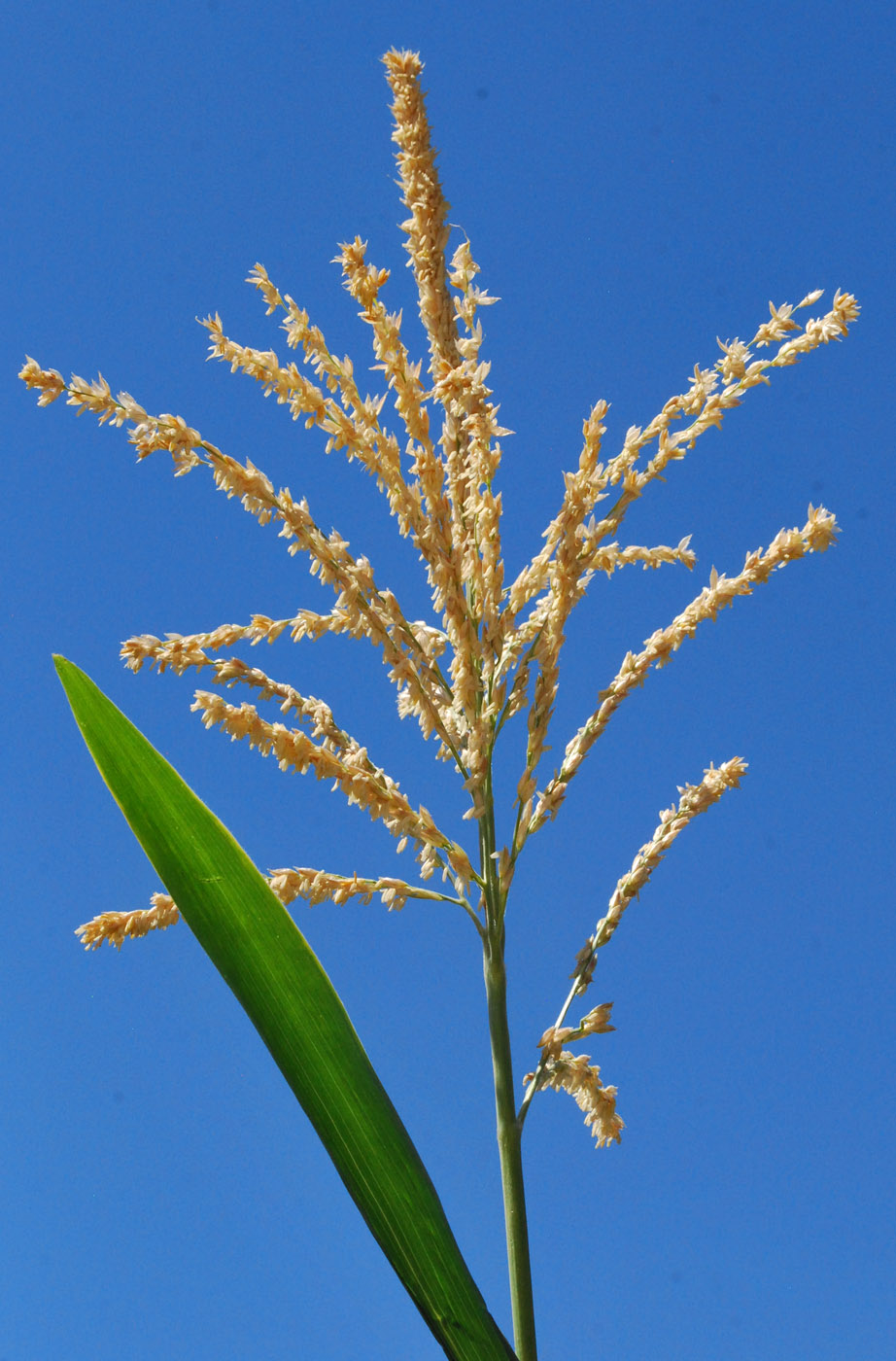 Image of Zea mays specimen.