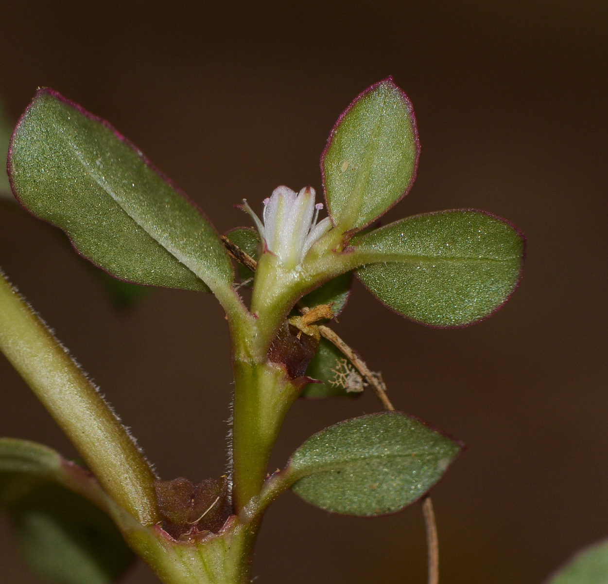 Изображение особи Trianthema portulacastrum.