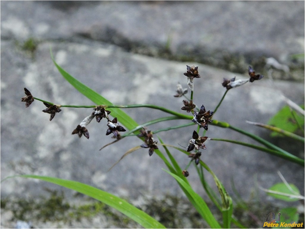 Изображение особи Juncus atratus.